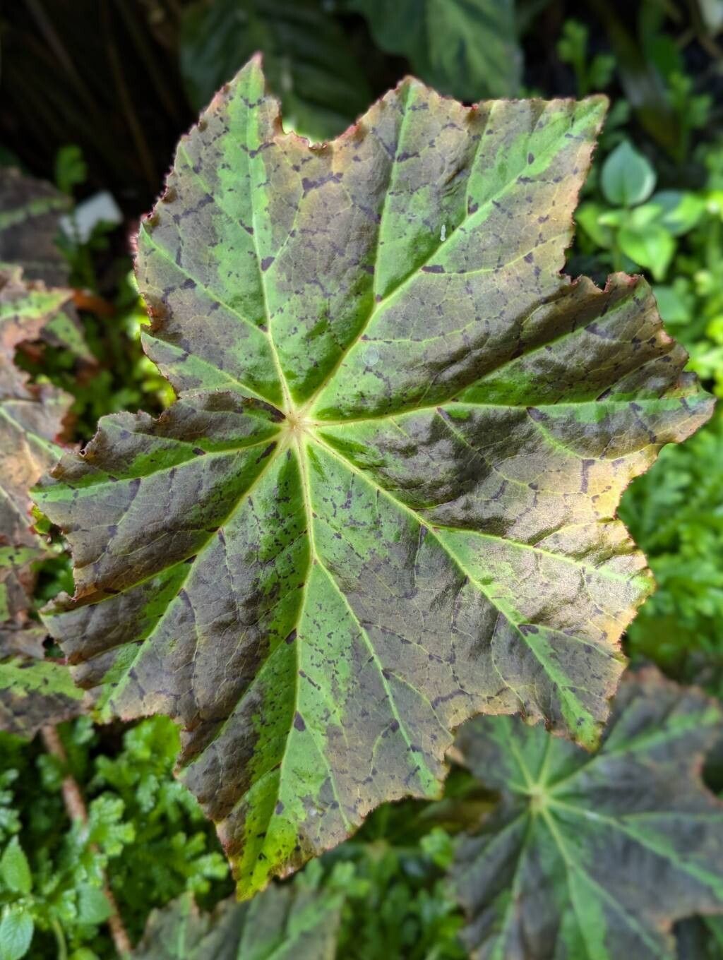 Begonia × fuscomaculata leaf