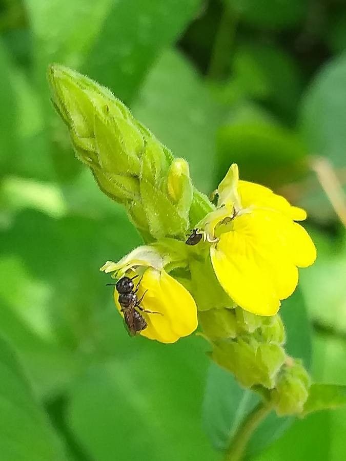 Asystasia ansellioides flower