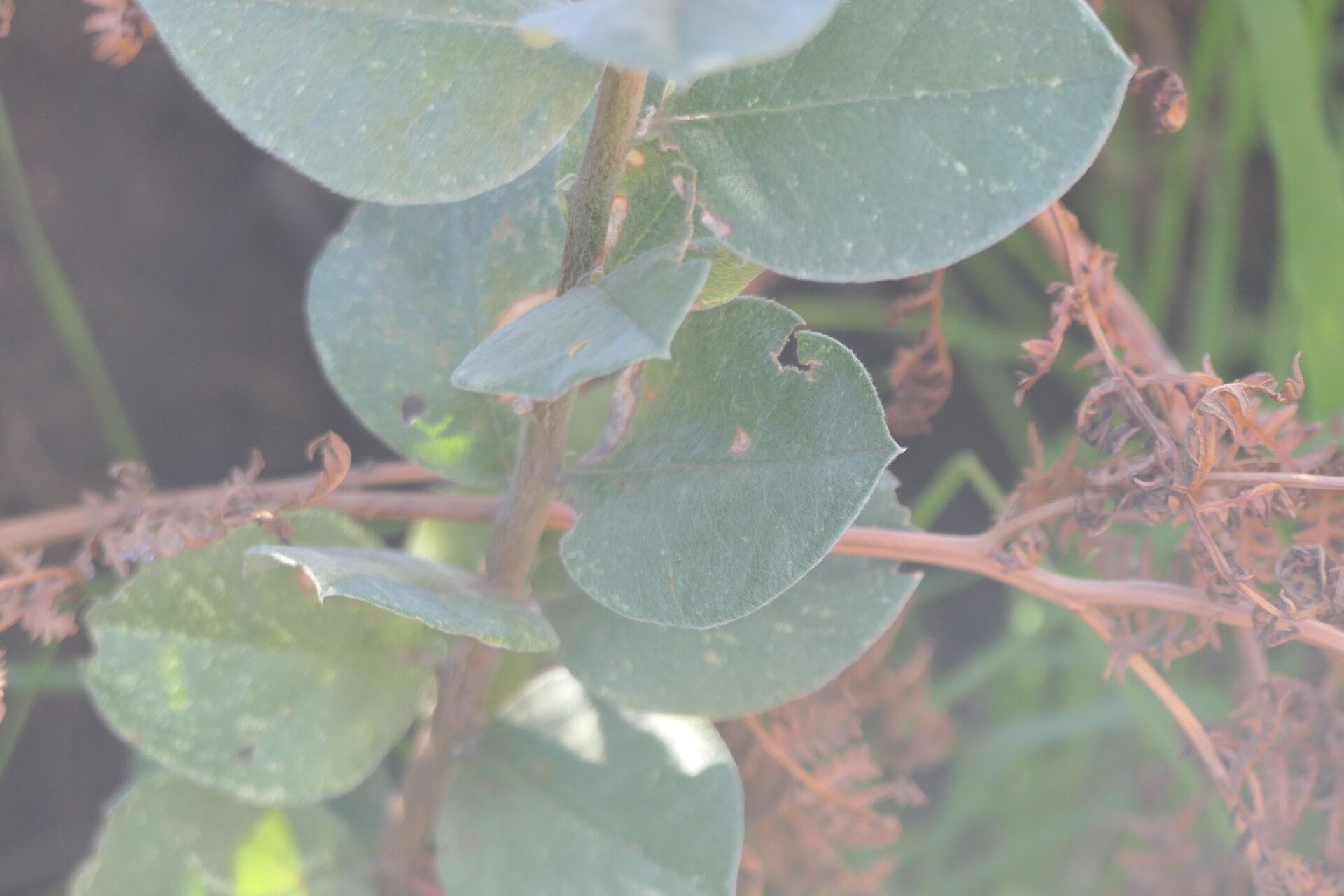 Podalyria sericea bark