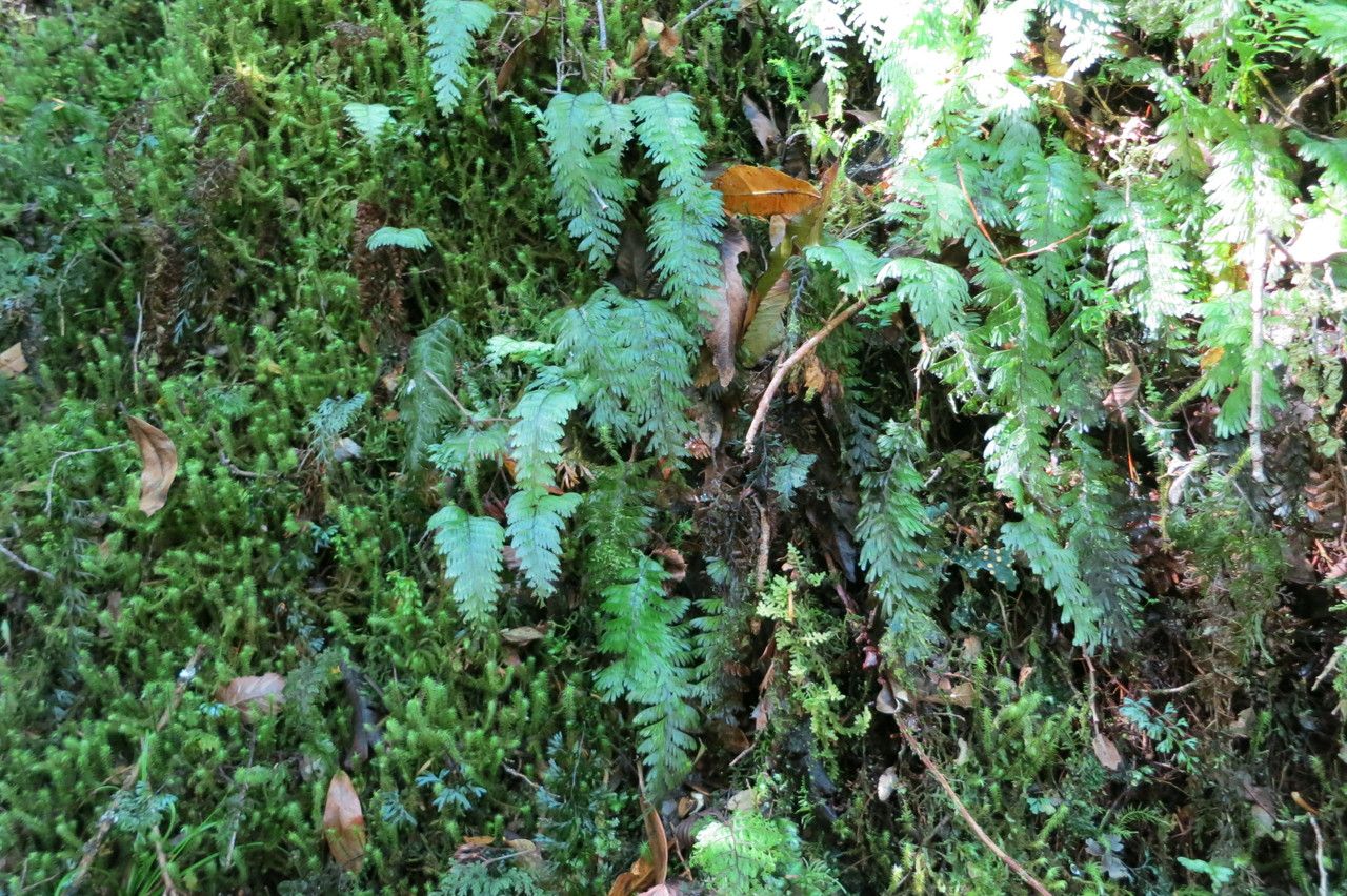 Hymenophyllum pectinatum habit