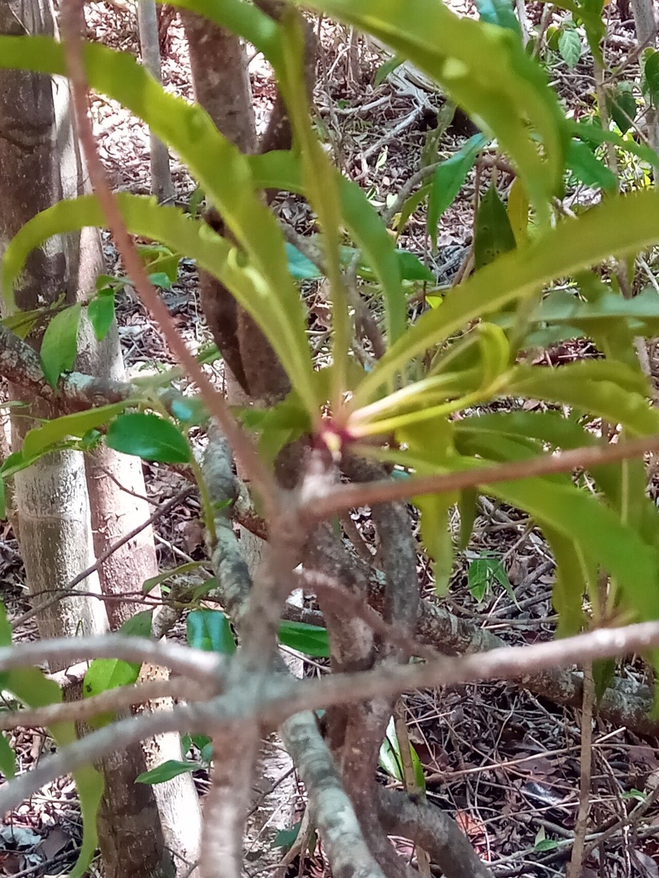 Ardisia didymopora — search result for 'Ardisia'