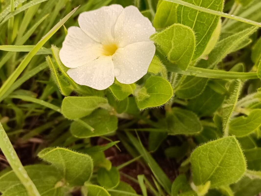 Thunbergia atriplicifolia flower