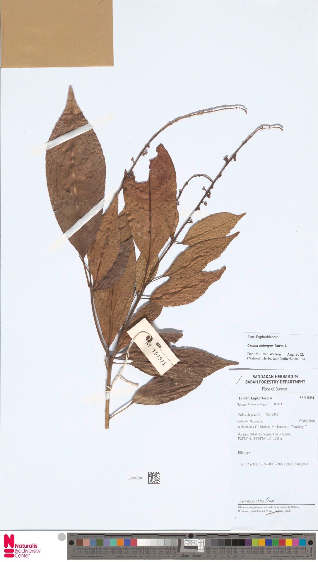 Croton oblongus — houseplant care guide