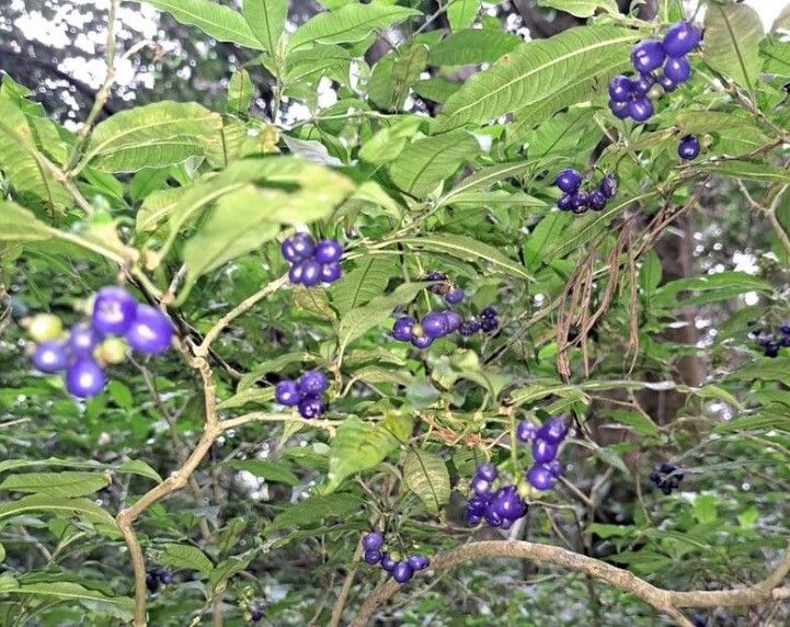 Palicourea hazenii fruit