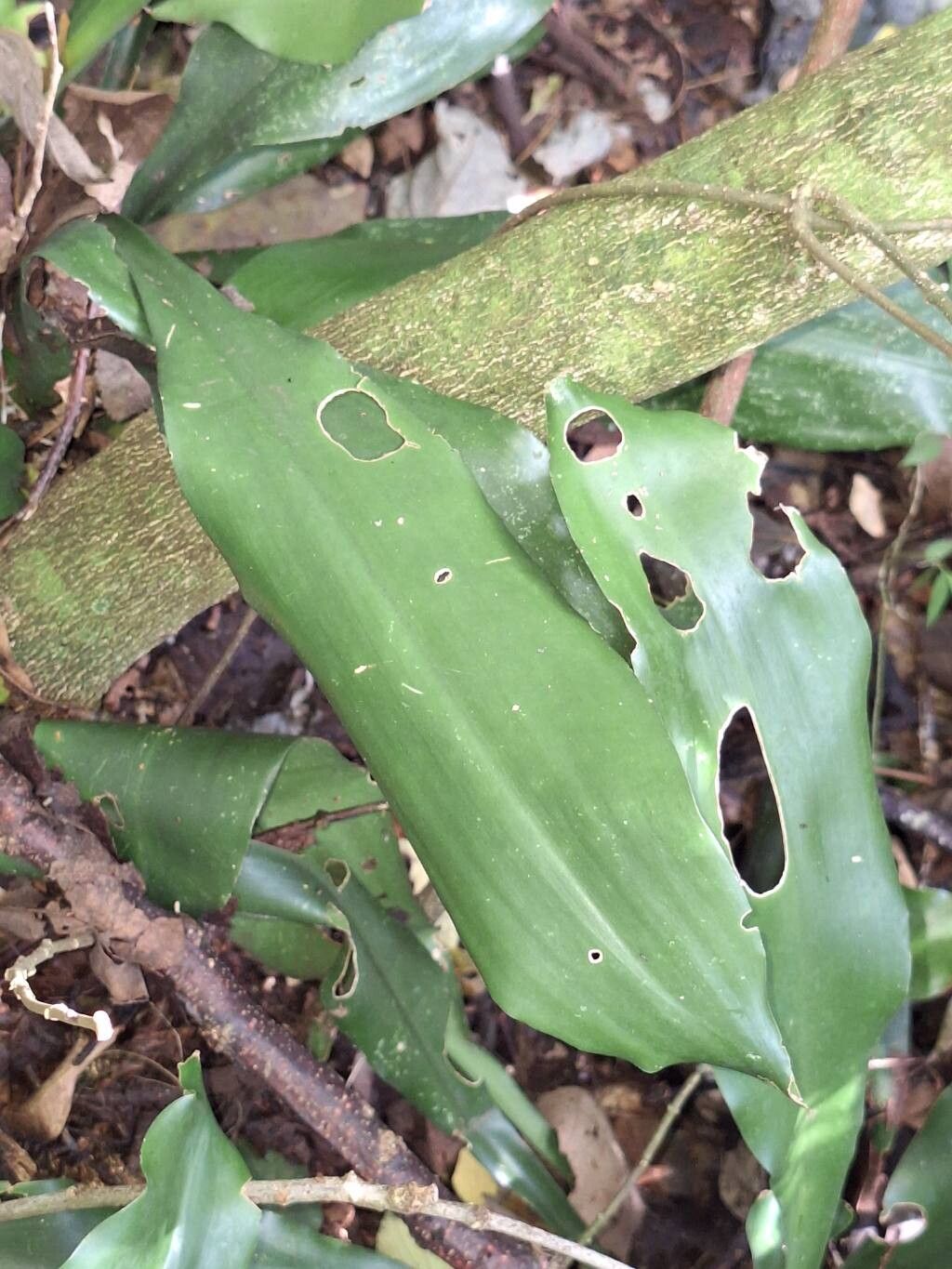 Dracaena afromontana leaf