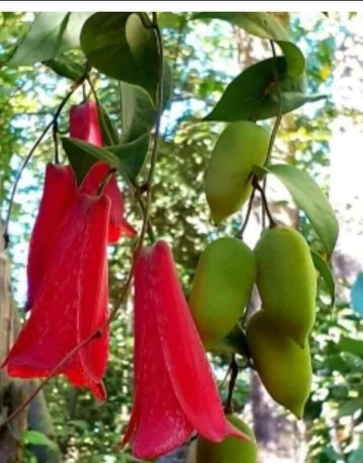 Lapageria rosea fruit