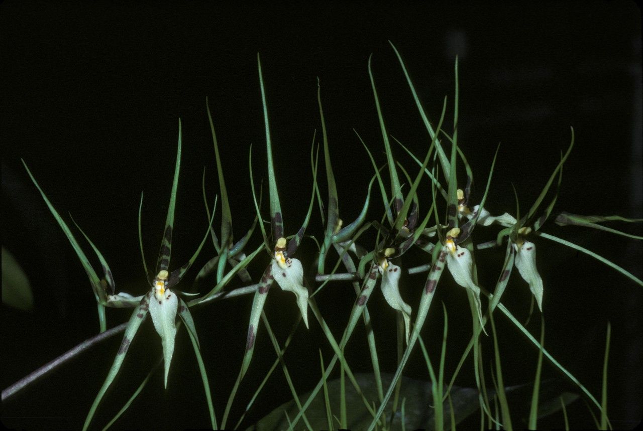 Brassia rhizomatosa flower