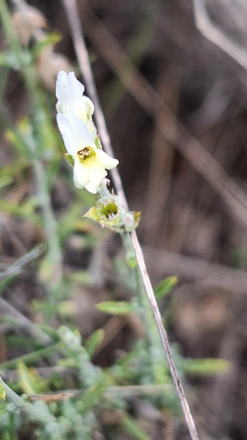 Sideritis bourgeana flower