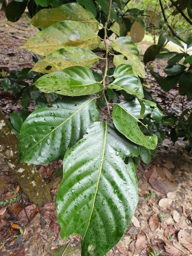 Shorea materialis — houseplant care guide