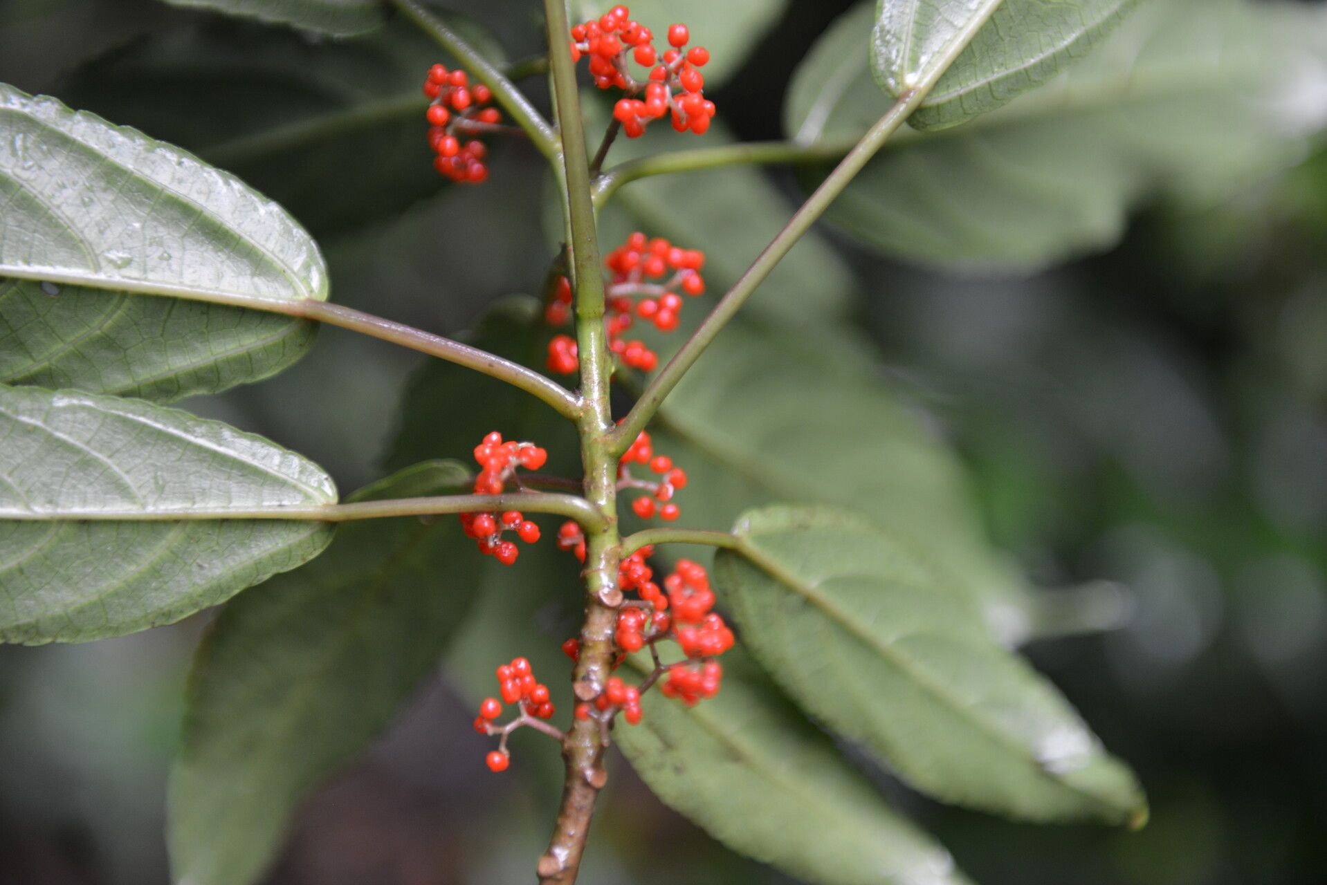 Urera guanacastensis fruit