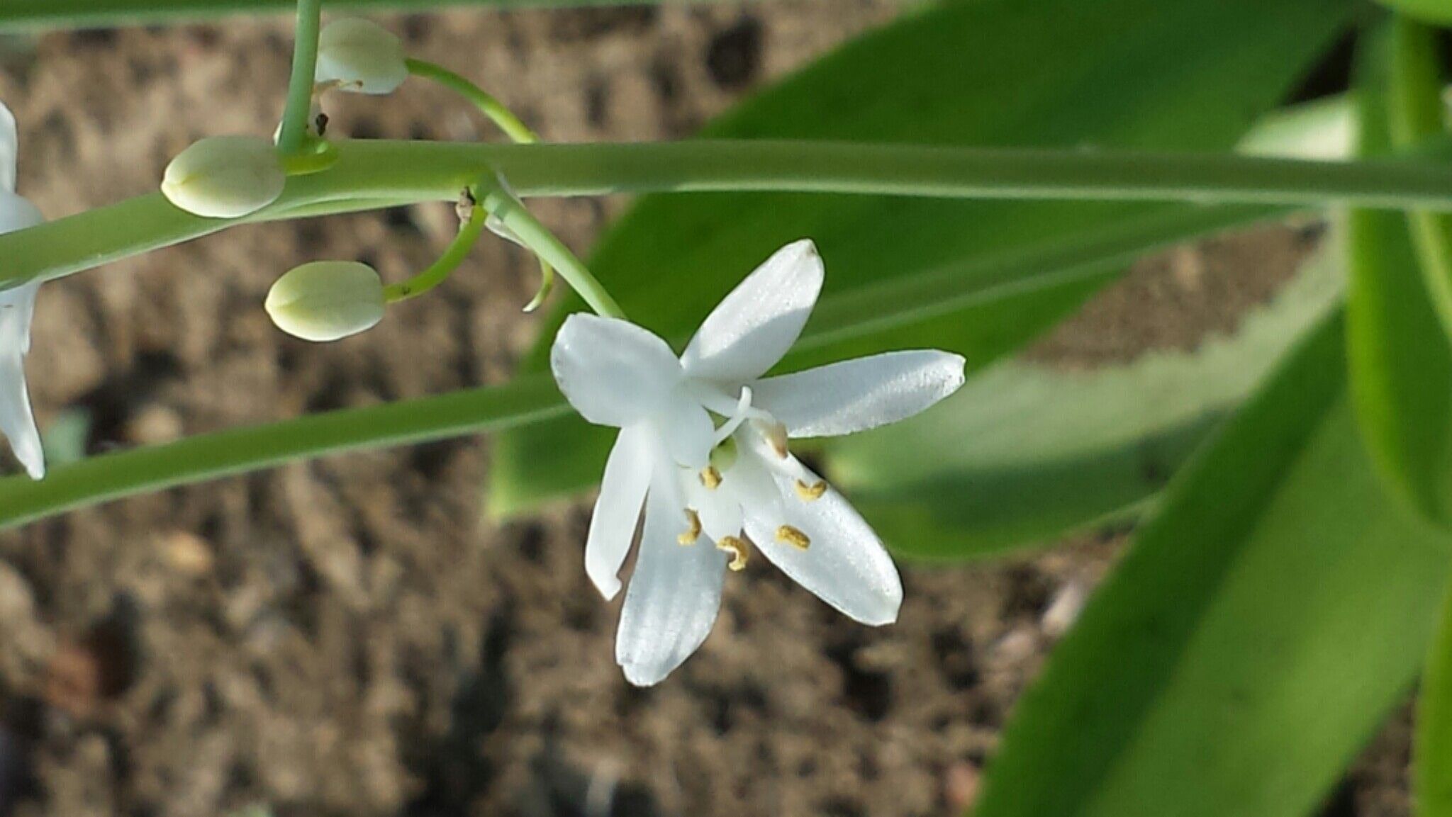 Ornithogalum convallarioides flower