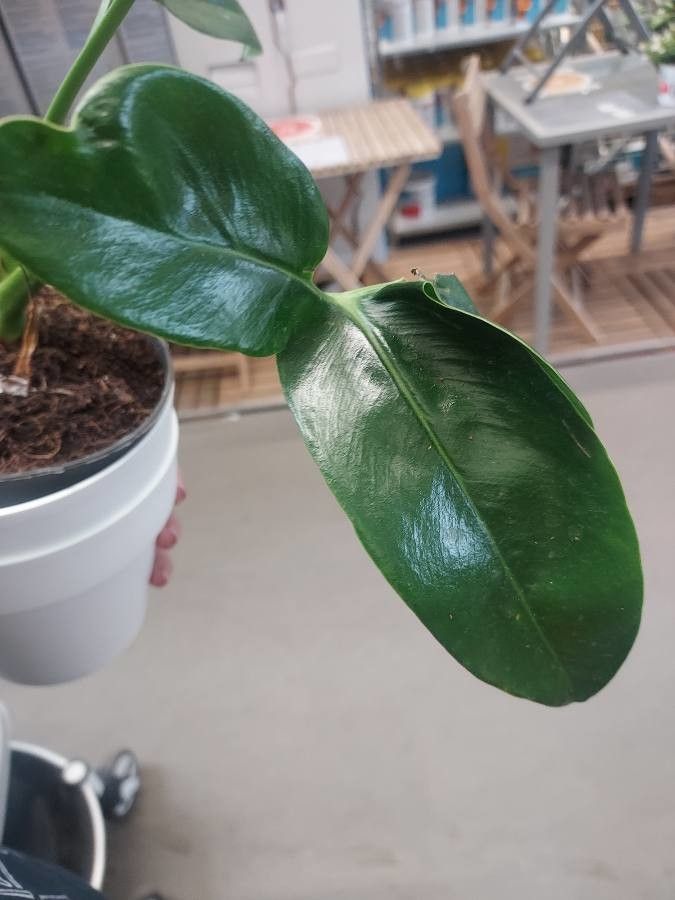 Philodendron spruceanum — pet friendly houseplant