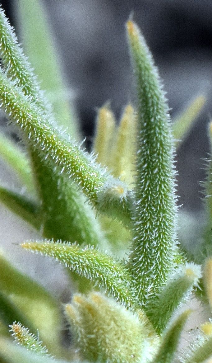 Mentzelia torreyi — houseplant care guide