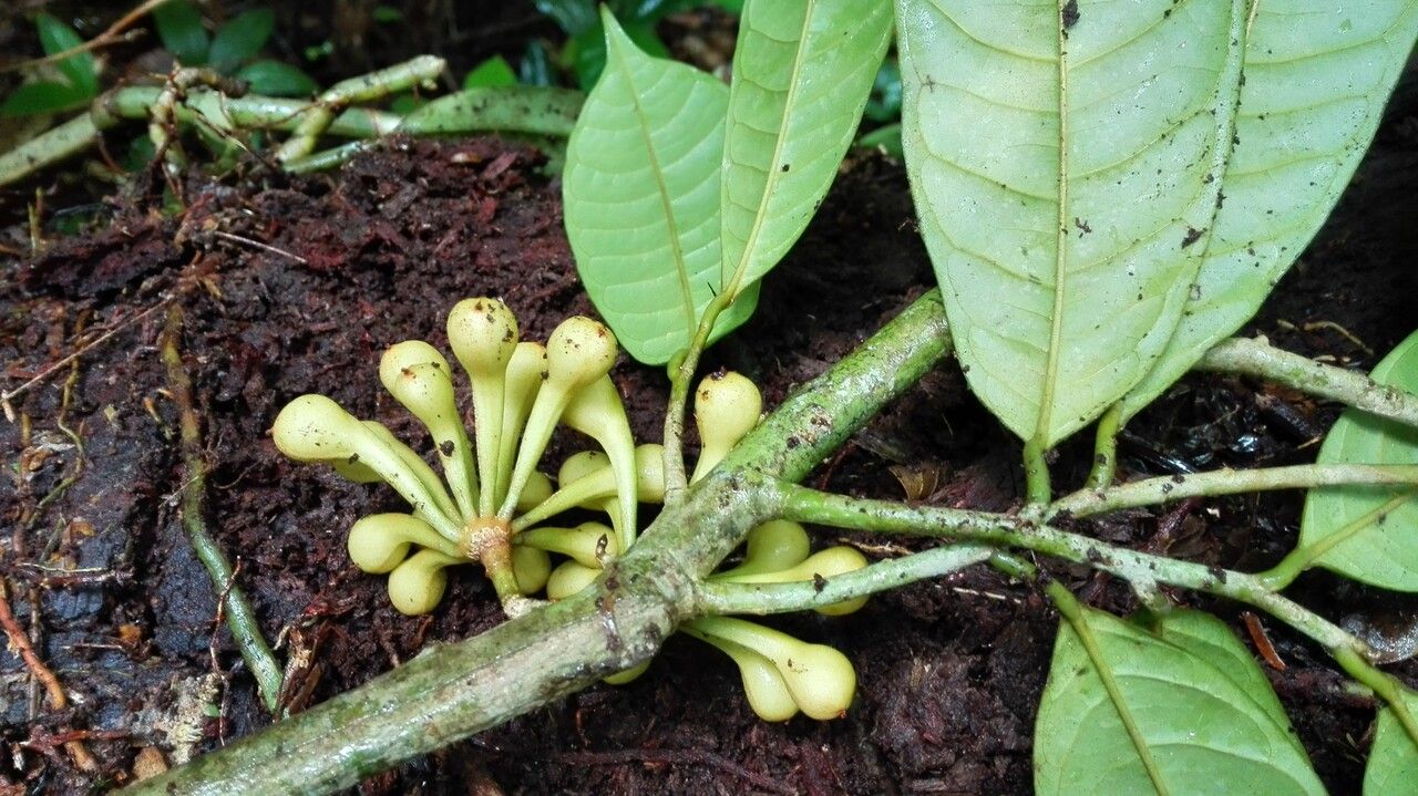 Anaxagorea phaeocarpa fruit