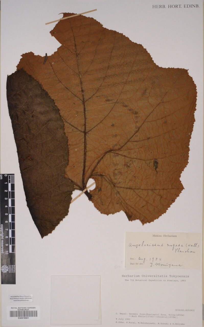 Ampelocissus rugosa other