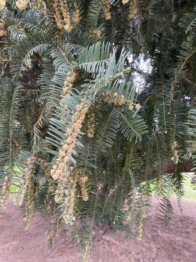 Cephalotaxus fortunei flower