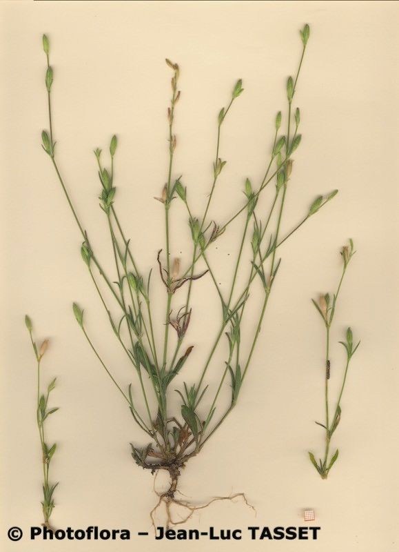 Silene inaperta habit