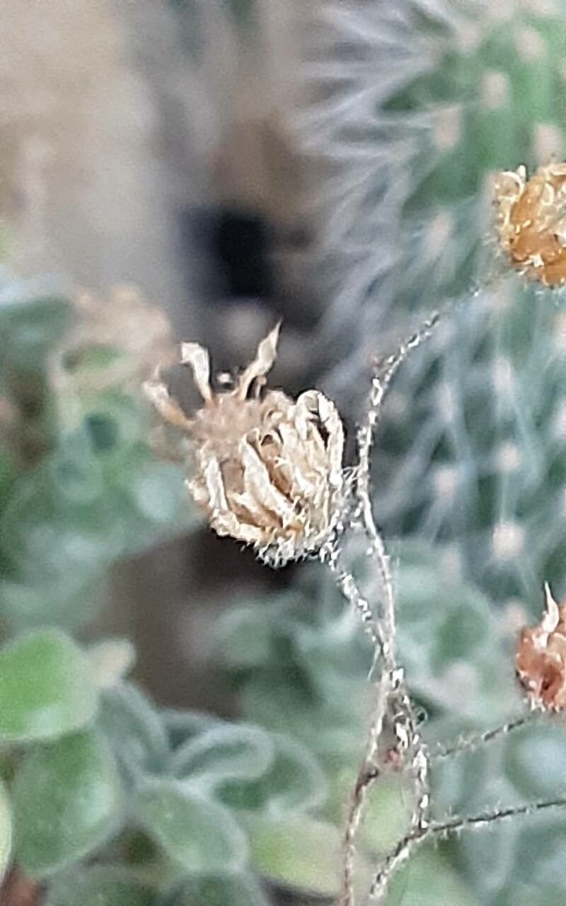 Aichryson porphyrogennetos fruit