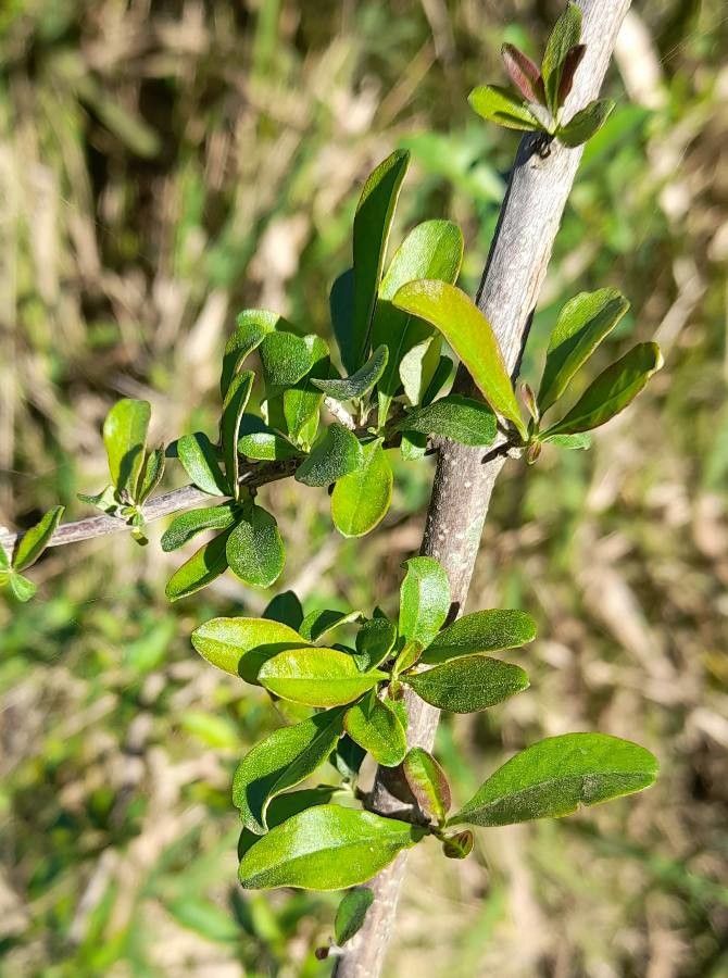 Aloysia gratissima — houseplant care guide