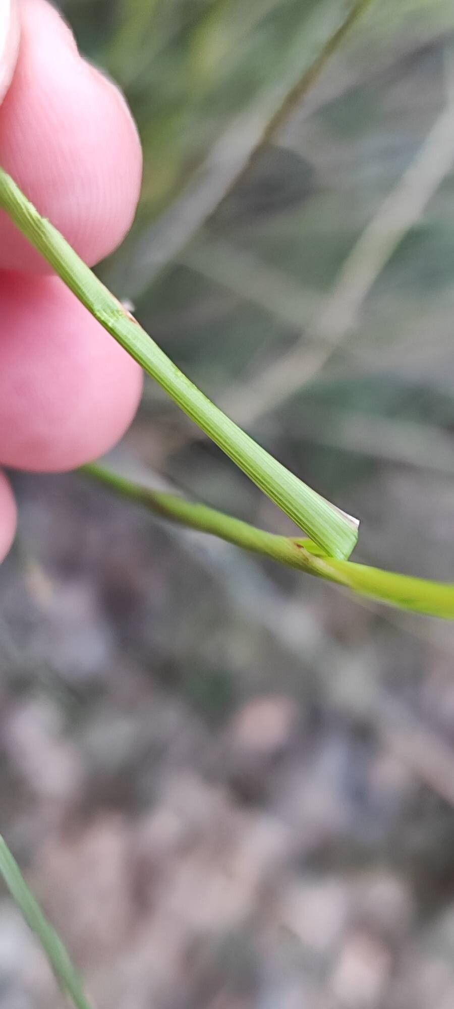 Helictotrichon filifolium leaf