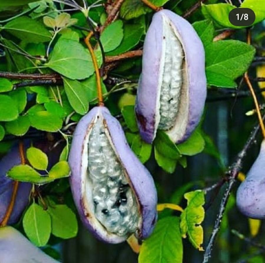Akebia quinata fruit