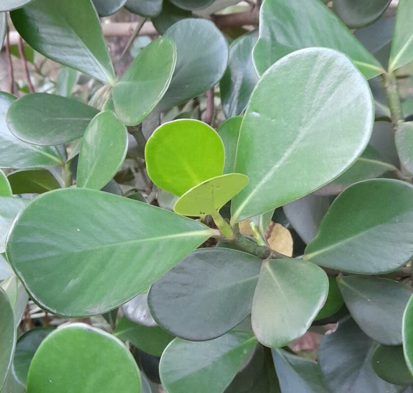 Clusia criuva — search result for 'Clusia'