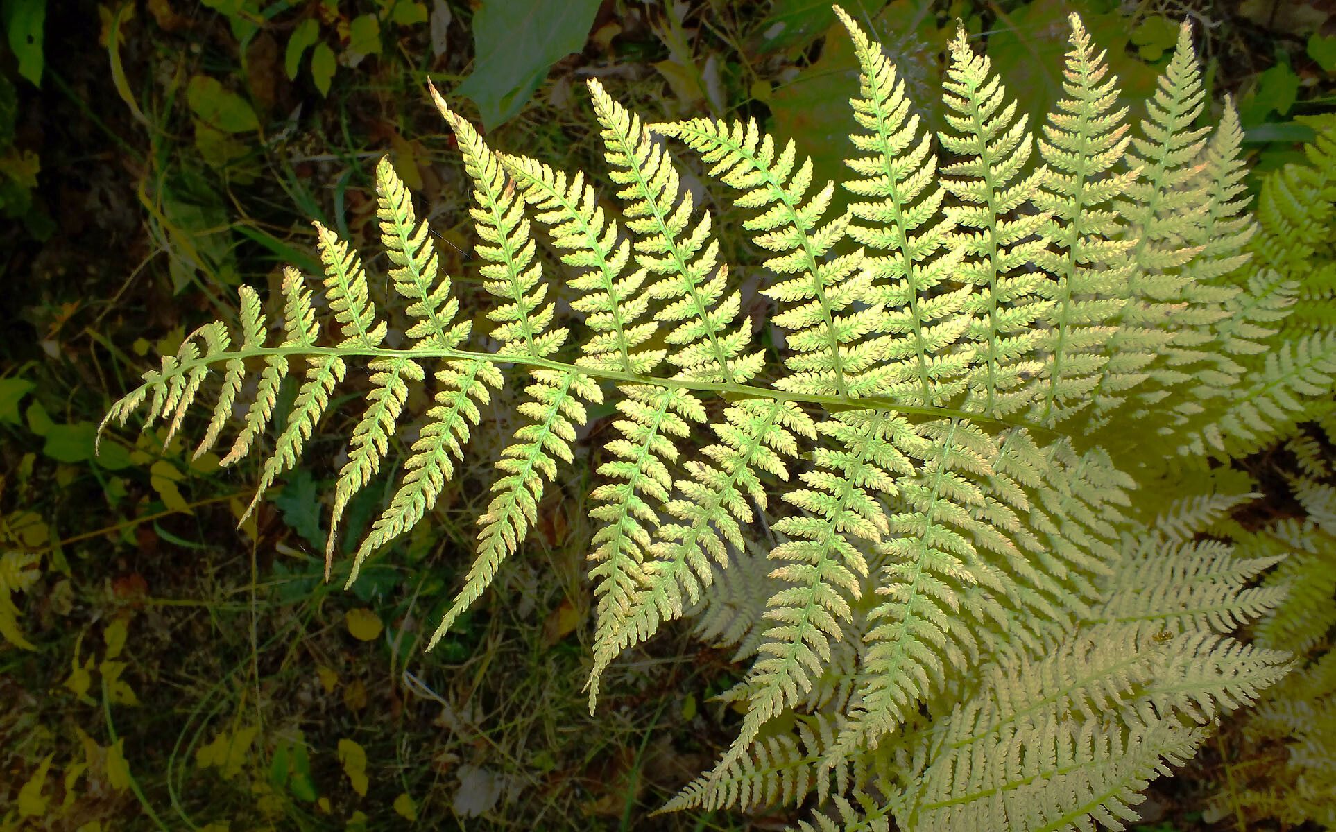 Athyrium distentifolium — search result for 'and Greenland'