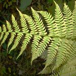 Athyrium distentifolium