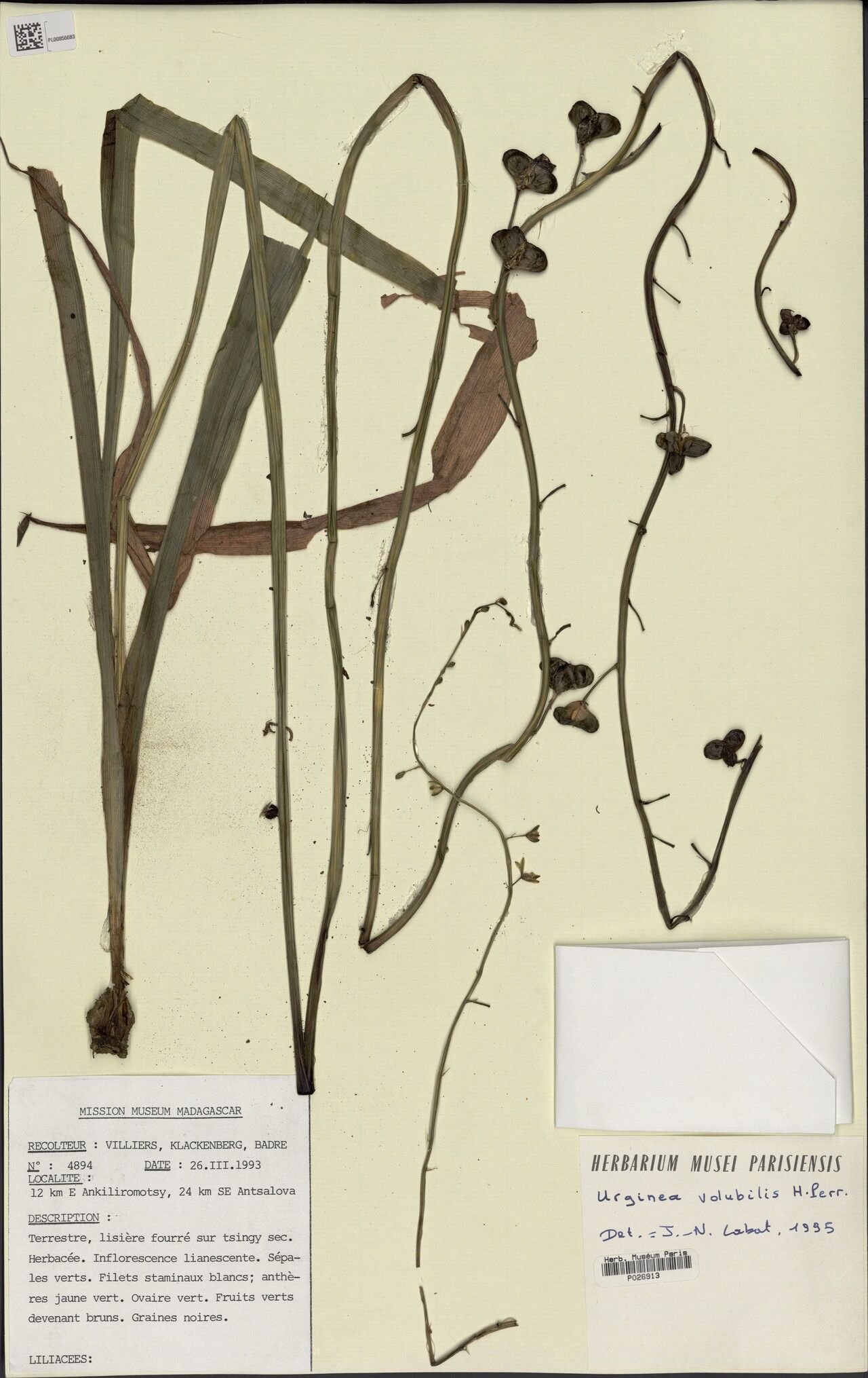 Albuca volubilis — houseplant care guide