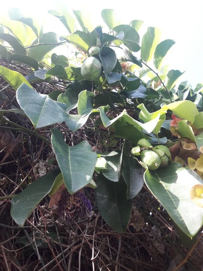 Passiflora laurifolia fruit