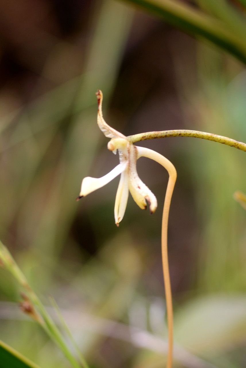 Jumellea stenophylla — houseplant care guide