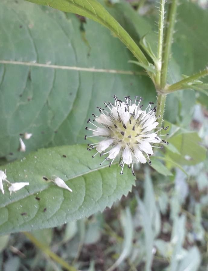 Dipsacus pilosus flower
