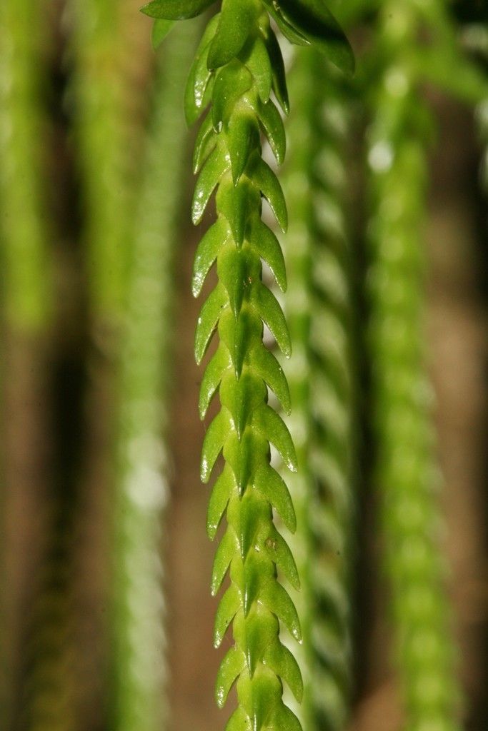 Phlegmariurus balansae fruit