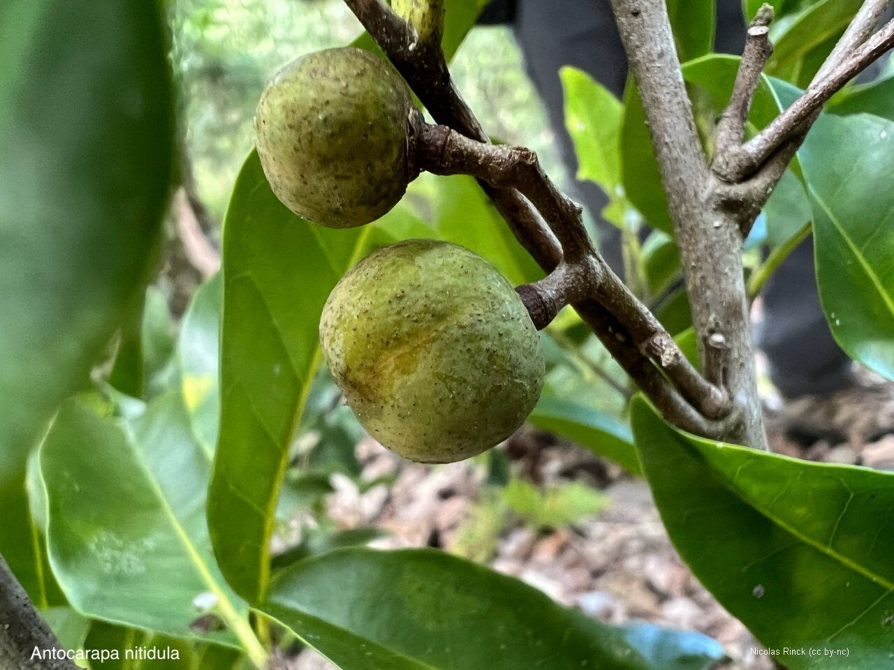 Didymocheton bijugus fruit