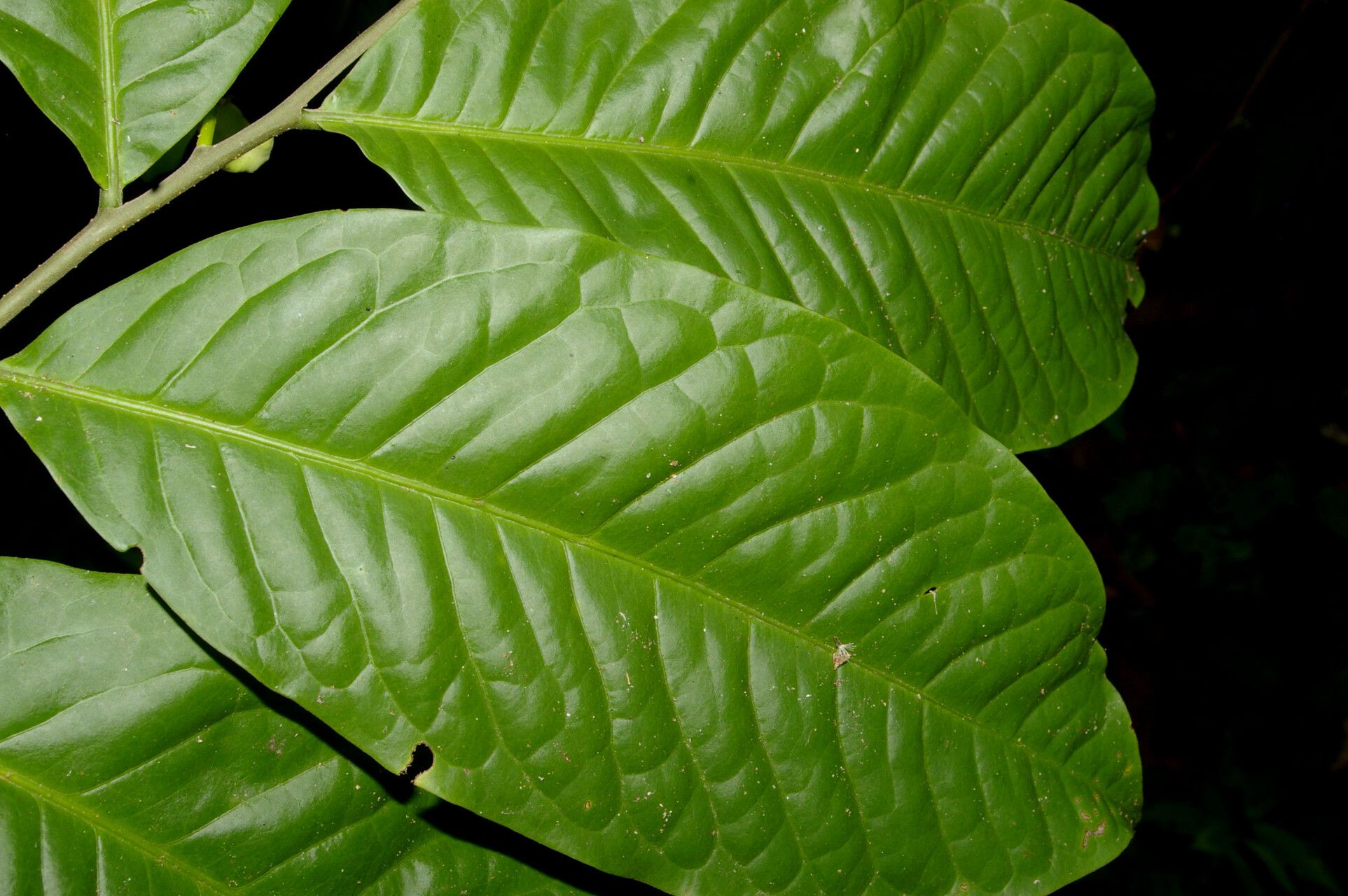 Cymbopetalum torulosum — related species from the same genus