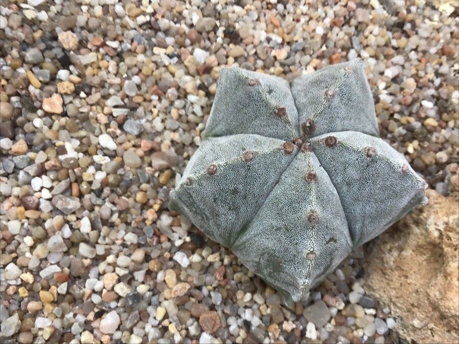 Astrophytum myriostigma leaf
