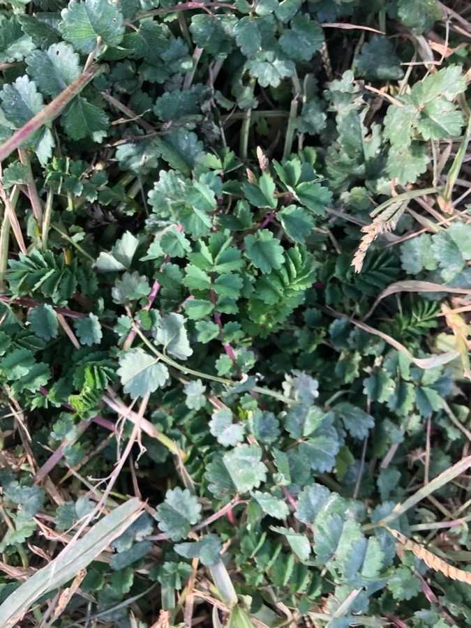 Sanguisorba minor leaf