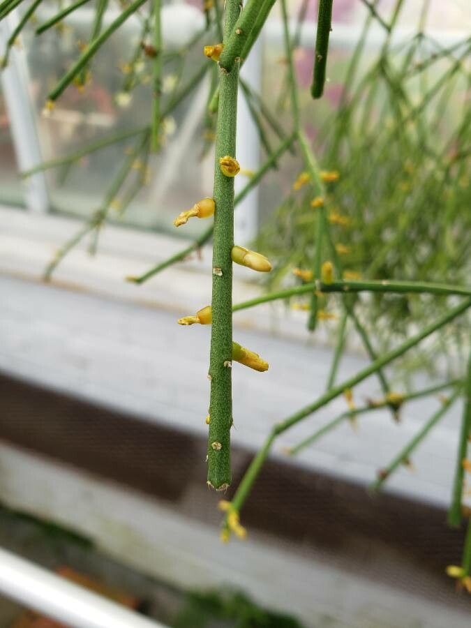 Rhipsalis teres fruit
