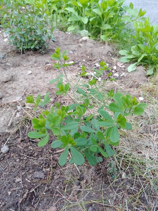 Baptisia nuttalliana habit