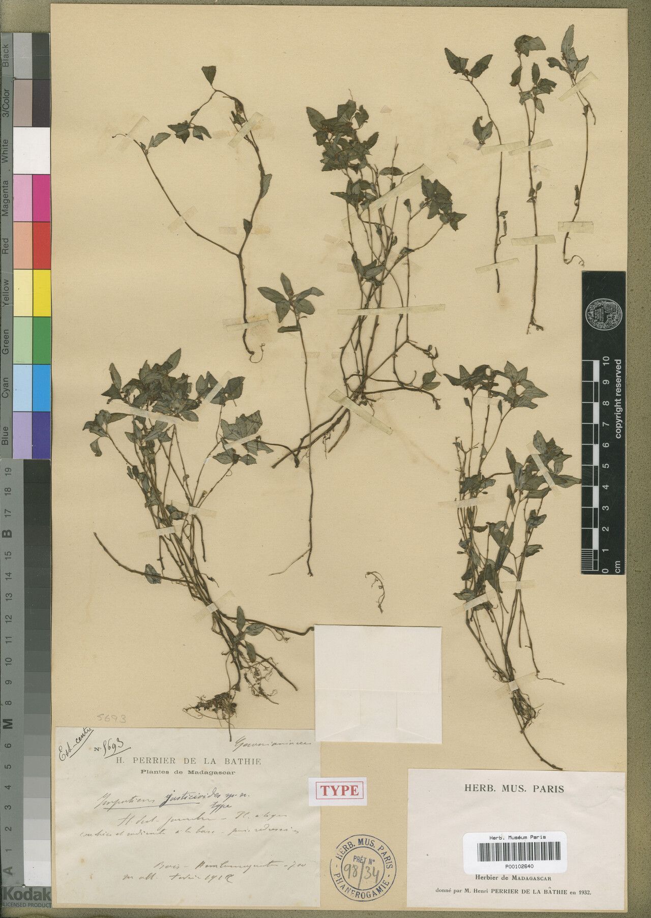 Impatiens justicioides — houseplant care guide