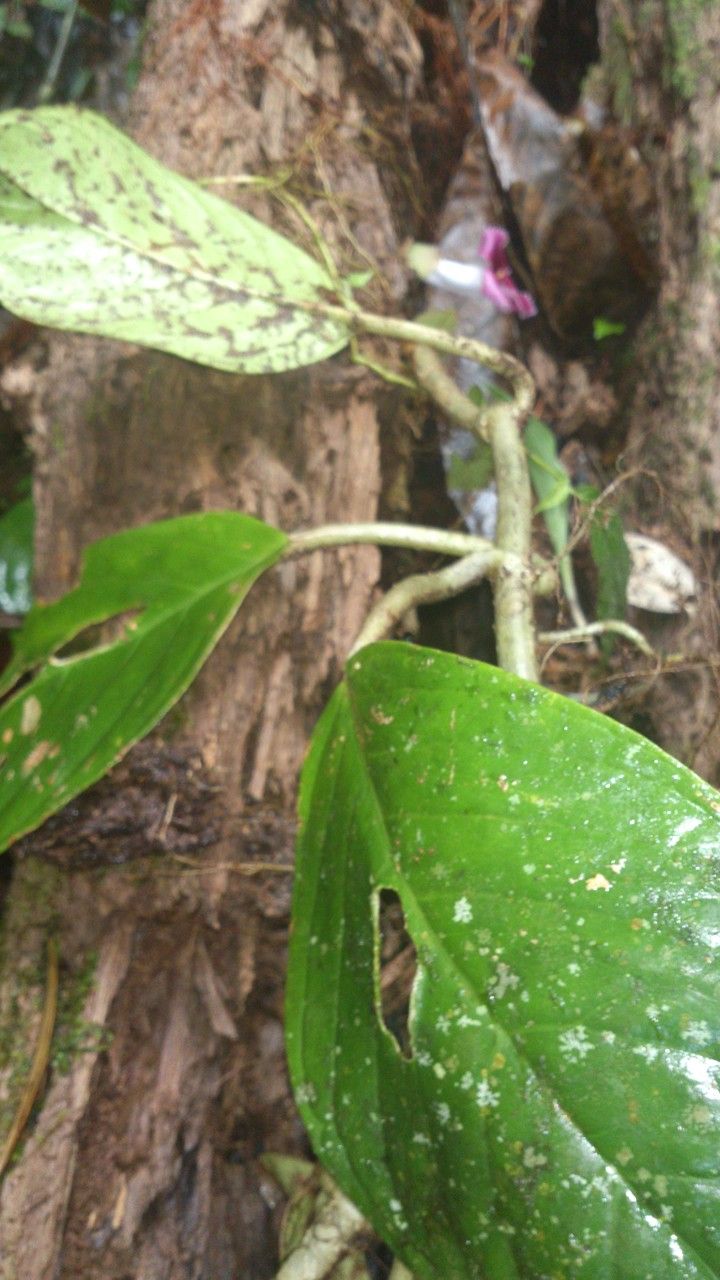 Drymonia glandulosa — houseplant care guide