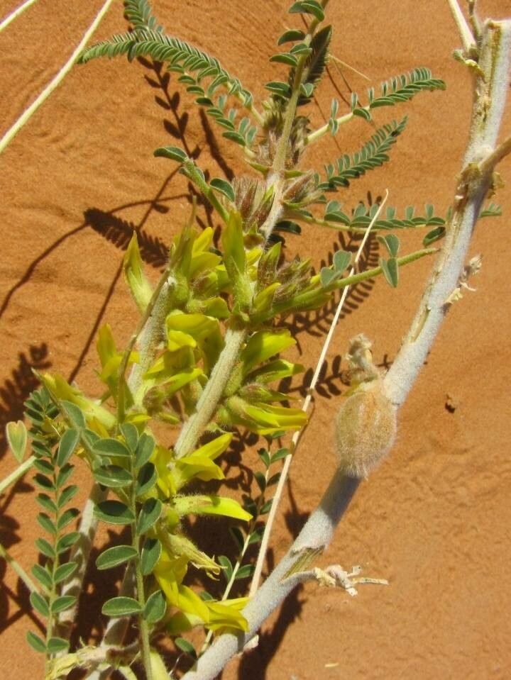 Astragalus gombo flower