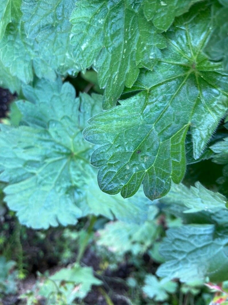 Geranium platypetalum fruit