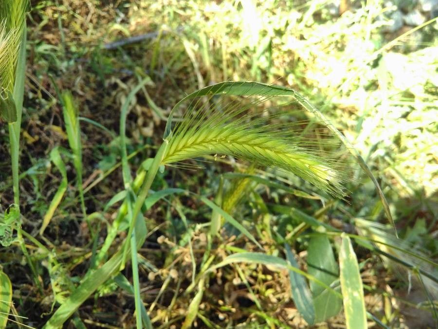 Crithopsis delileana flower
