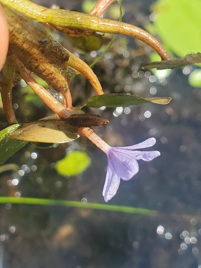 Eichhornia diversifolia flower