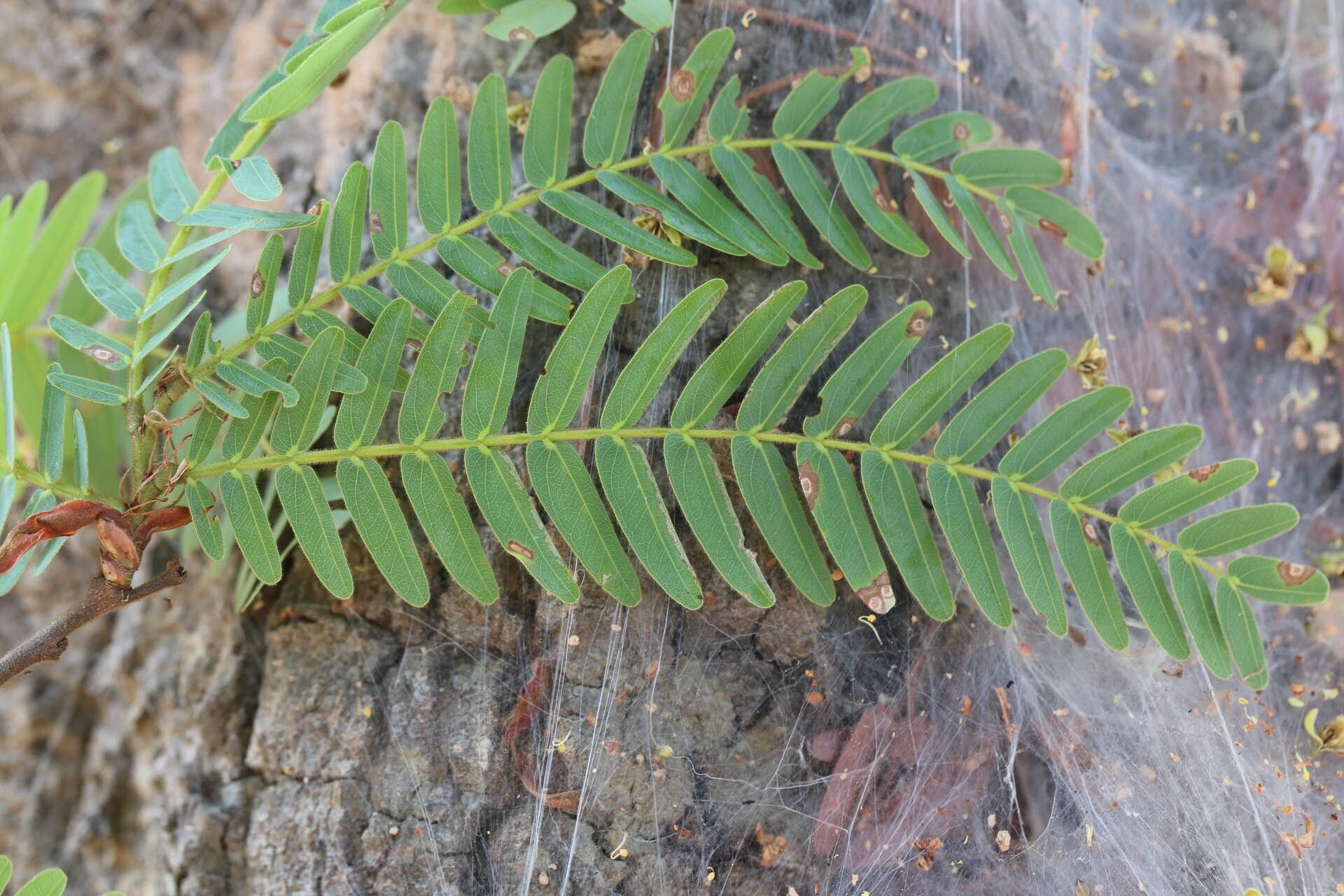 Brachystegia tamarindoides — houseplant care guide