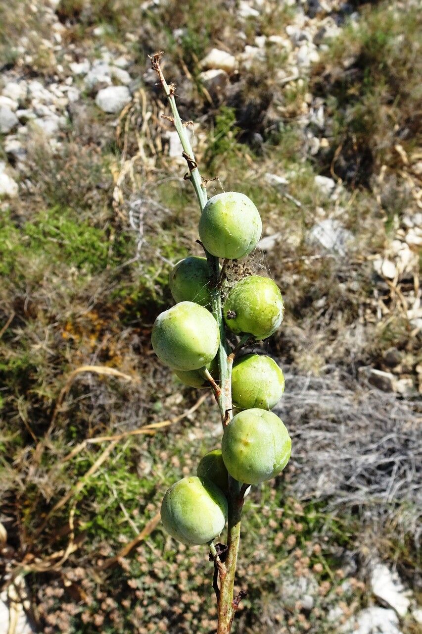 Asphodelus Cerasiferus fruit