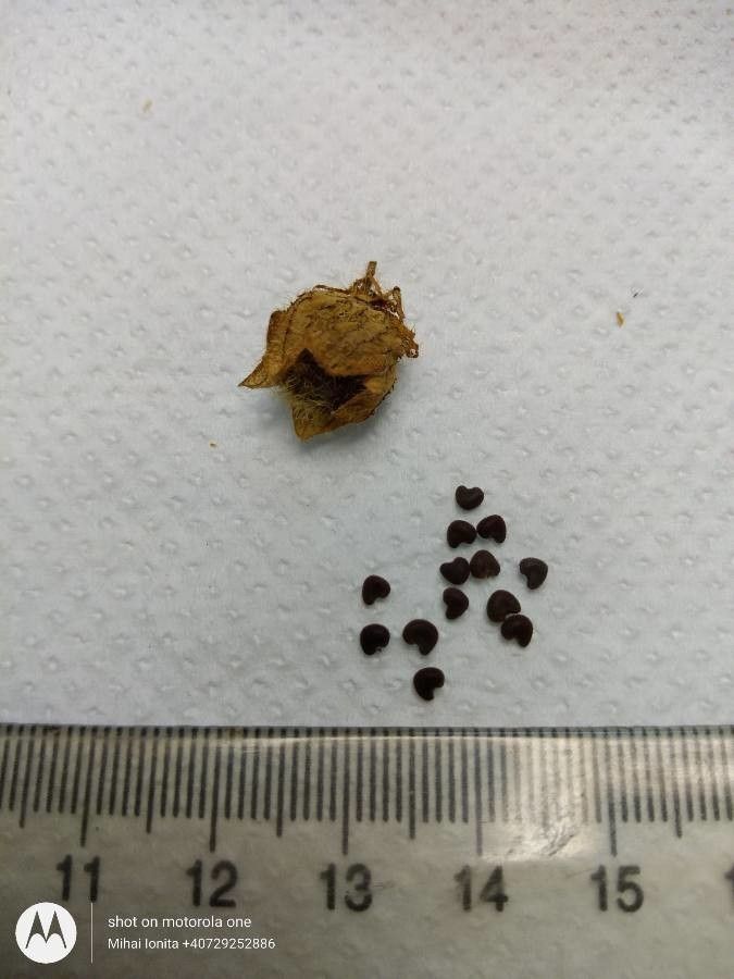 Malva thuringiaca fruit