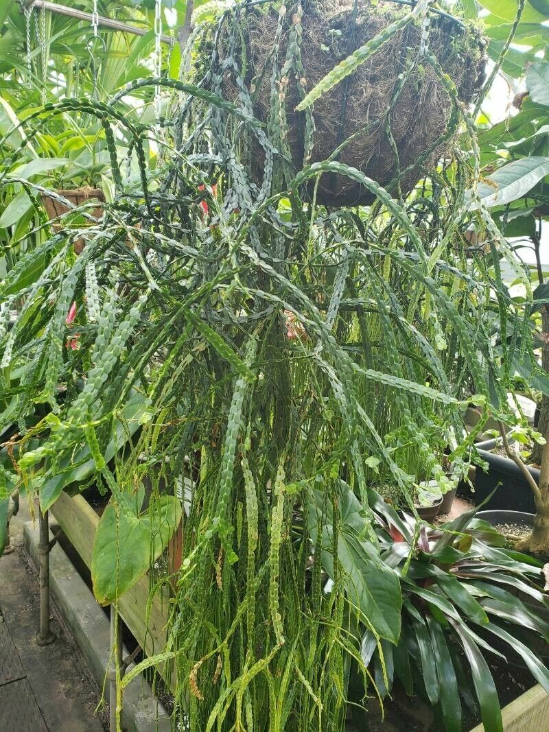 Huperzia nummulariifolia habit