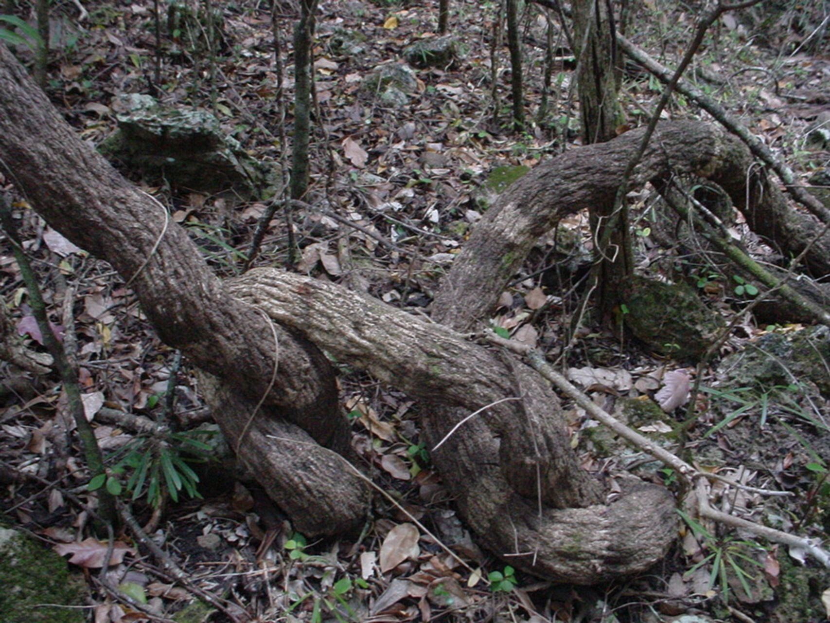 Ipomoea inopinata bark